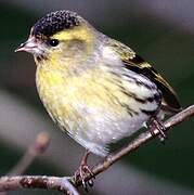 Eurasian Siskin