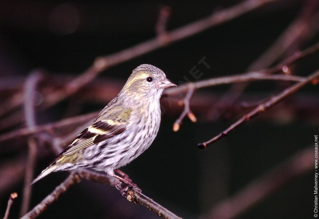 Eurasian Siskin female adult post breeding