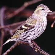 Eurasian Siskin