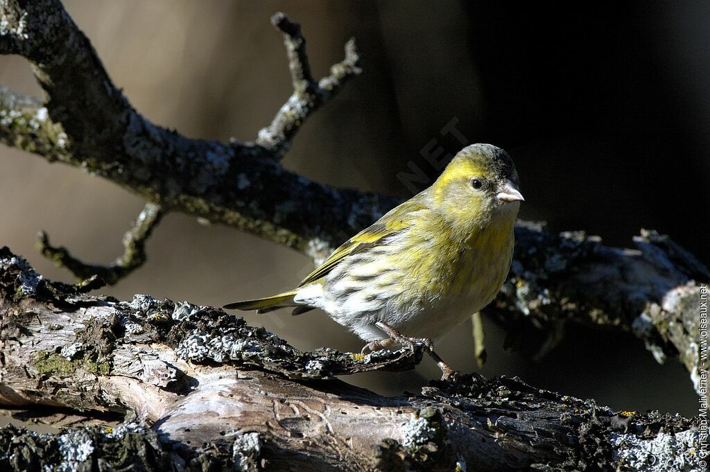 Eurasian Siskin male adult post breeding