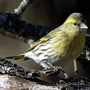 Eurasian Siskin