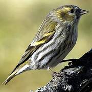 Eurasian Siskin