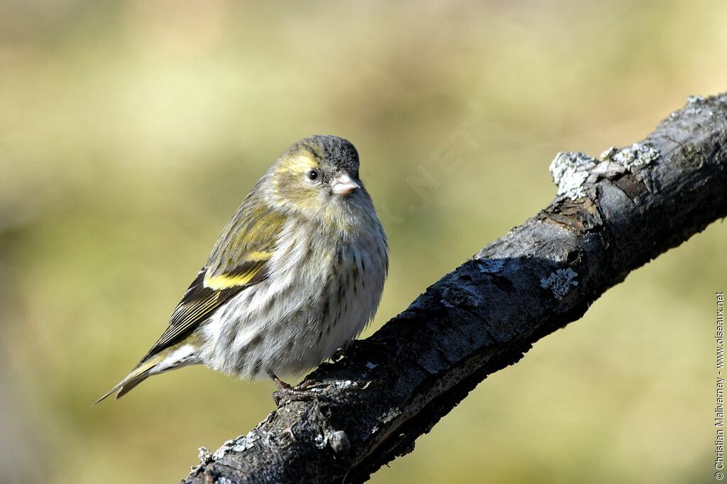 Eurasian Siskin female adult post breeding