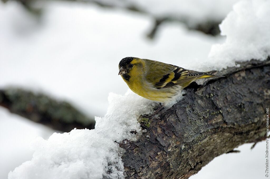 Eurasian Siskin male adult post breeding