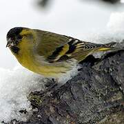 Eurasian Siskin