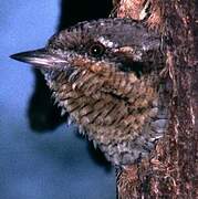 Eurasian Wryneck