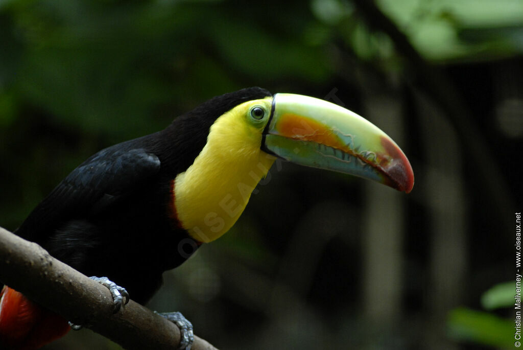 Keel-billed Toucanadult, identification