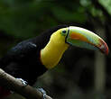 Toucan à carène