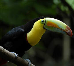 Toucan à carène