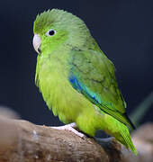 Pacific Parrotlet