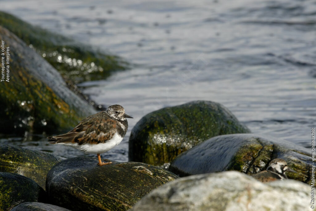 Ruddy Turnstone male adult, identification