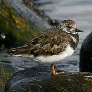 Ruddy Turnstone