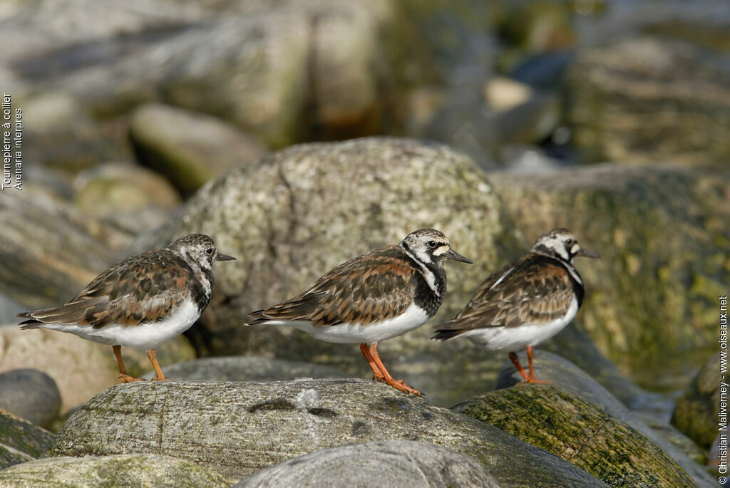 Ruddy Turnstoneadult, identification