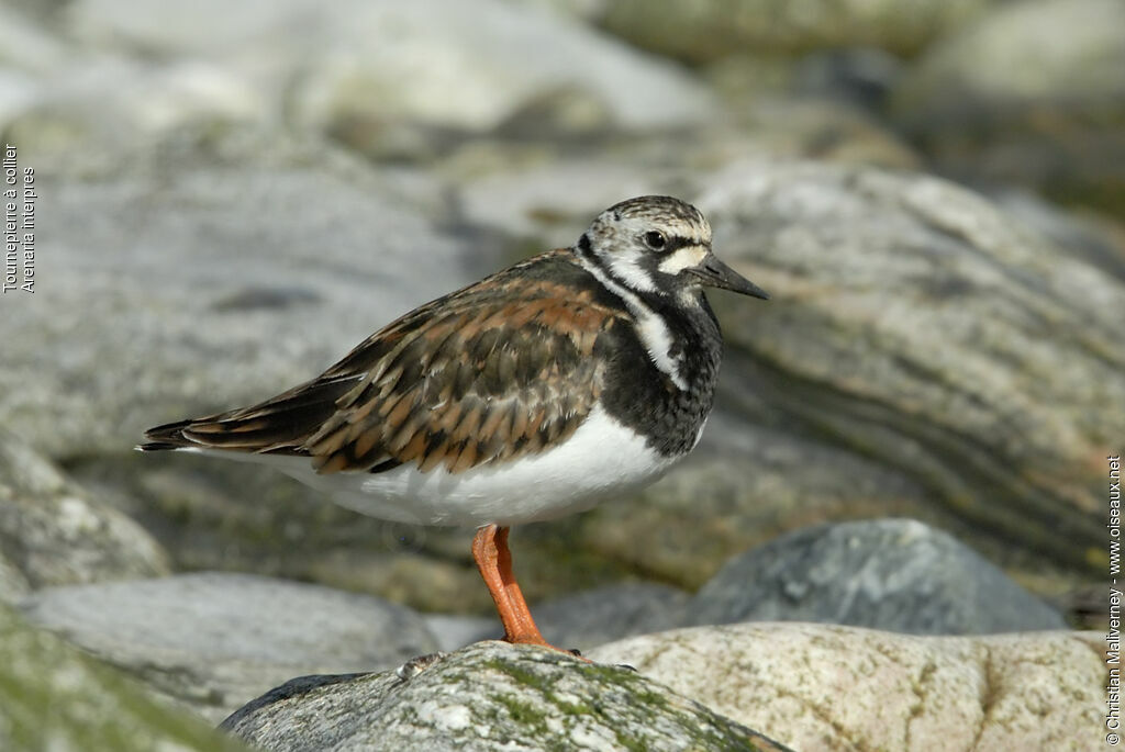 Tournepierre à collieradulte, identification