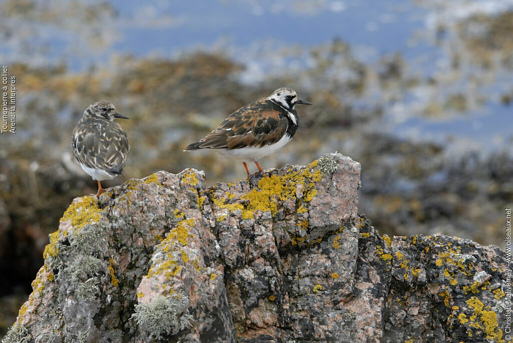 Tournepierre à collieradulte, identification