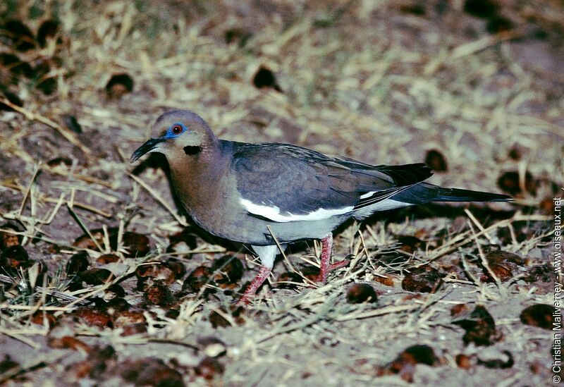 White-winged Doveadult