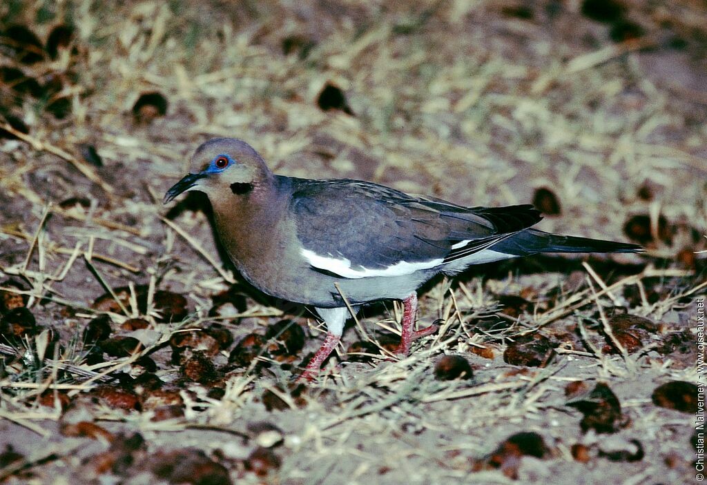 White-winged Doveadult