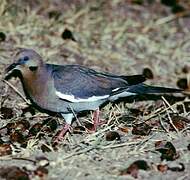 White-winged Dove