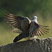 European Turtle Dove