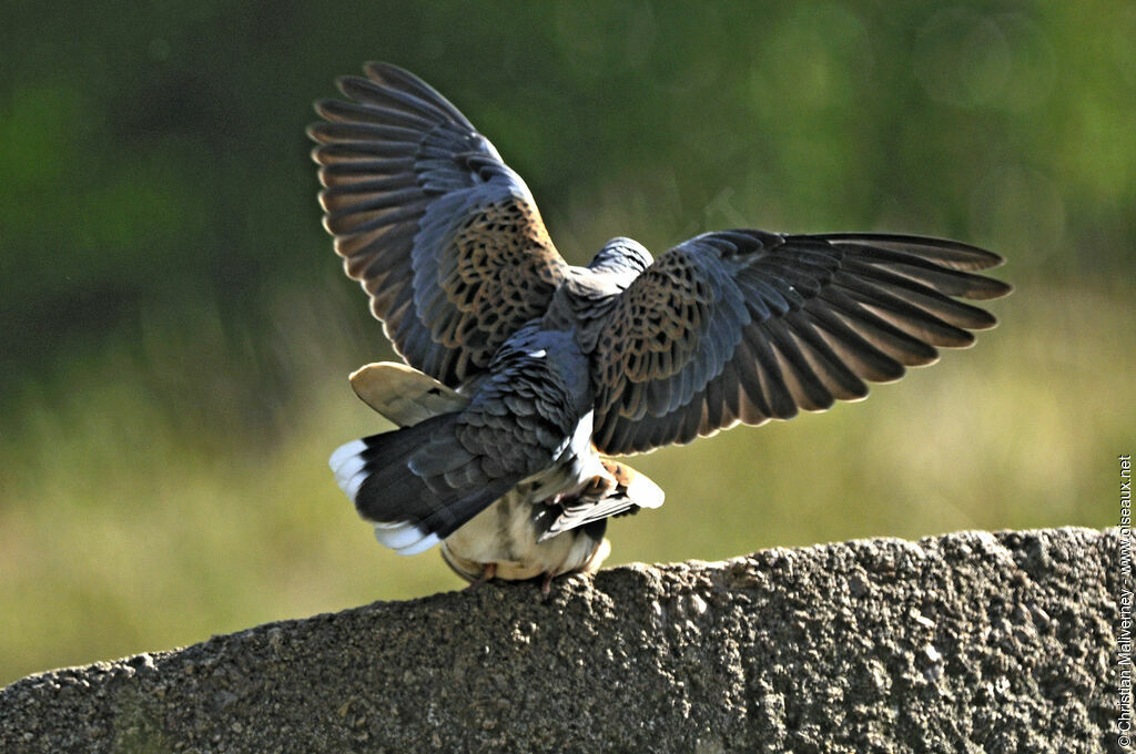 European Turtle Dove adult, identification, Behaviour