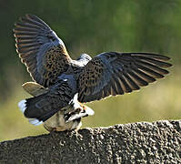 European Turtle Dove