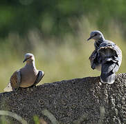 European Turtle Dove