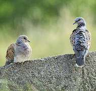 European Turtle Dove