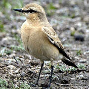 Isabelline Wheatear