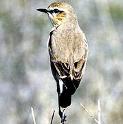 Isabelline Wheatear