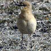 Isabelline Wheatear