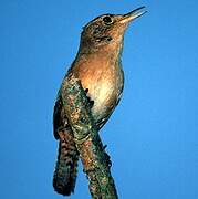 House Wren