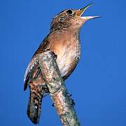 House Wren