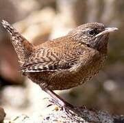 Eurasian Wren