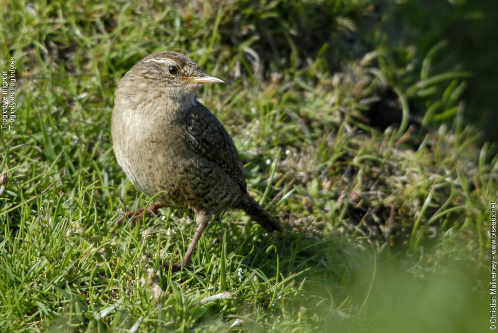 Troglodyte mignonadulte, identification