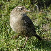 Eurasian Wren