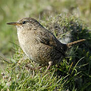 Eurasian Wren