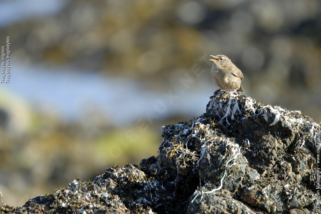 Eurasian Wrenadult, identification, song