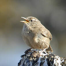 Troglodyte mignon