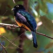 Trogon violacé