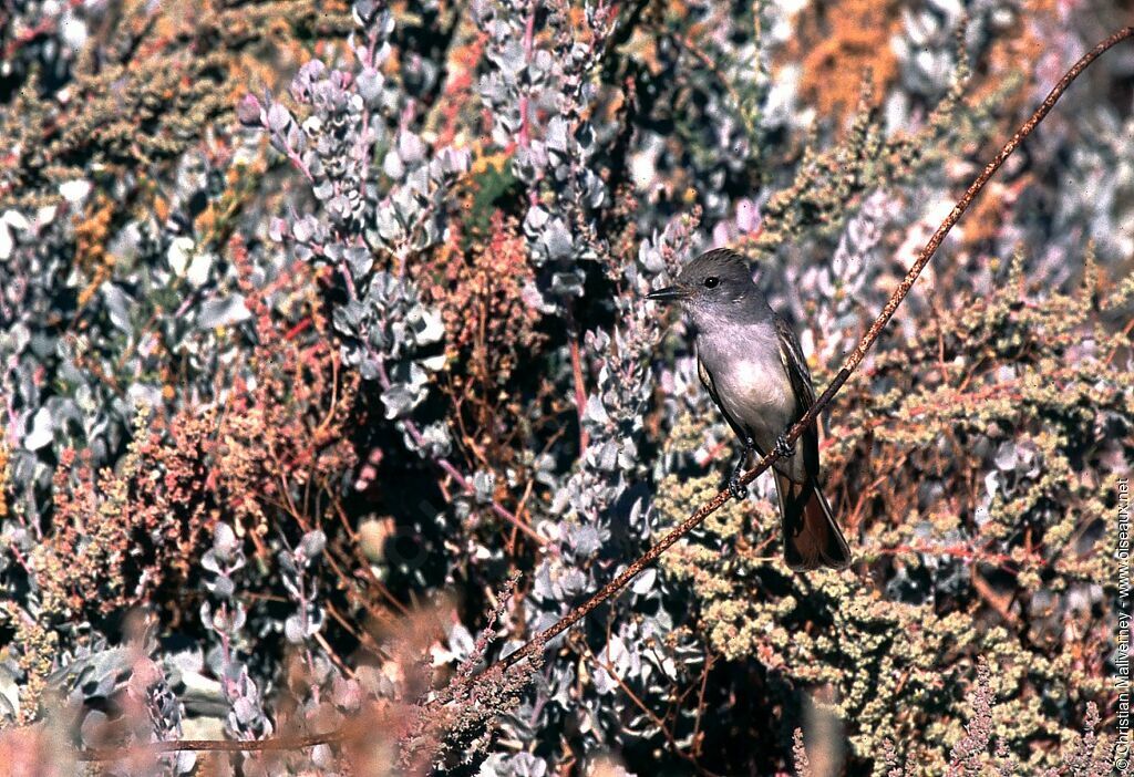 Ash-throated Flycatcheradult