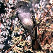 Ash-throated Flycatcher