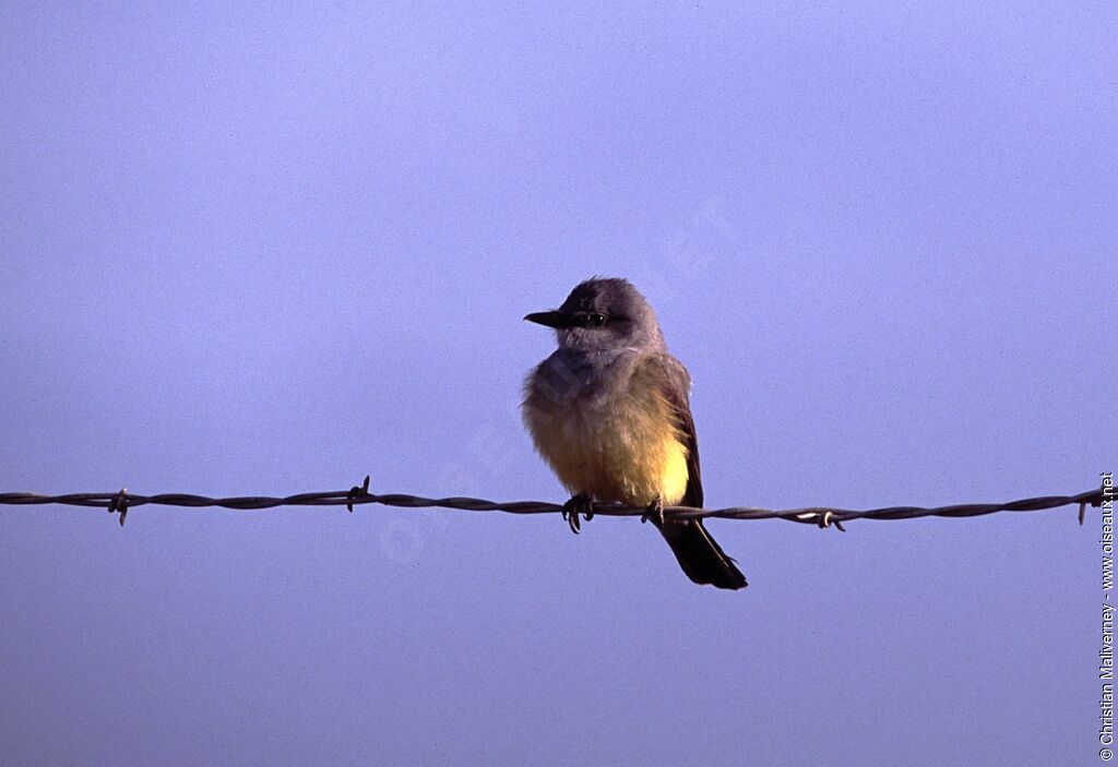 Western Kingbirdadult