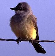 Western Kingbird