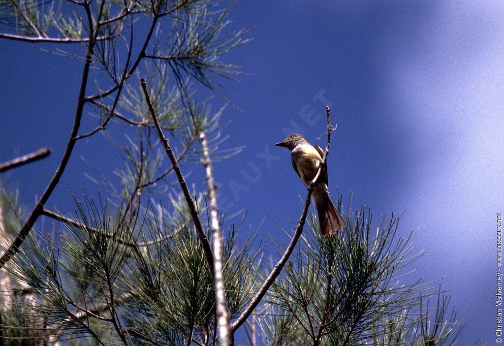 Great Crested Flycatcheradult