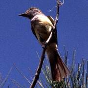 Great Crested Flycatcher