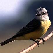 Tropical Kingbird