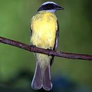 Social Flycatcher