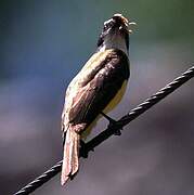 Social Flycatcher