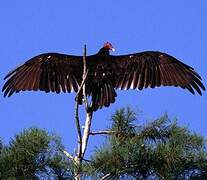 Turkey Vulture