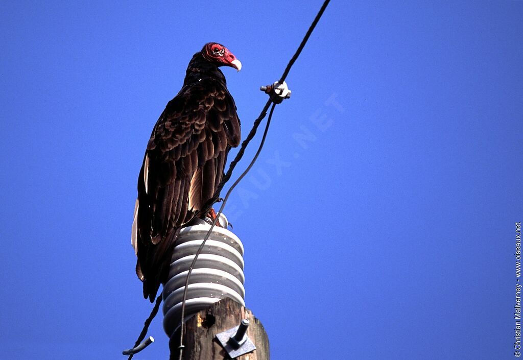 Urubu à tête rougeadulte